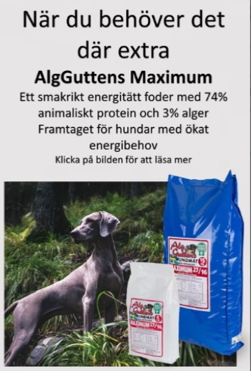 AlgGuttens Foder Maximum