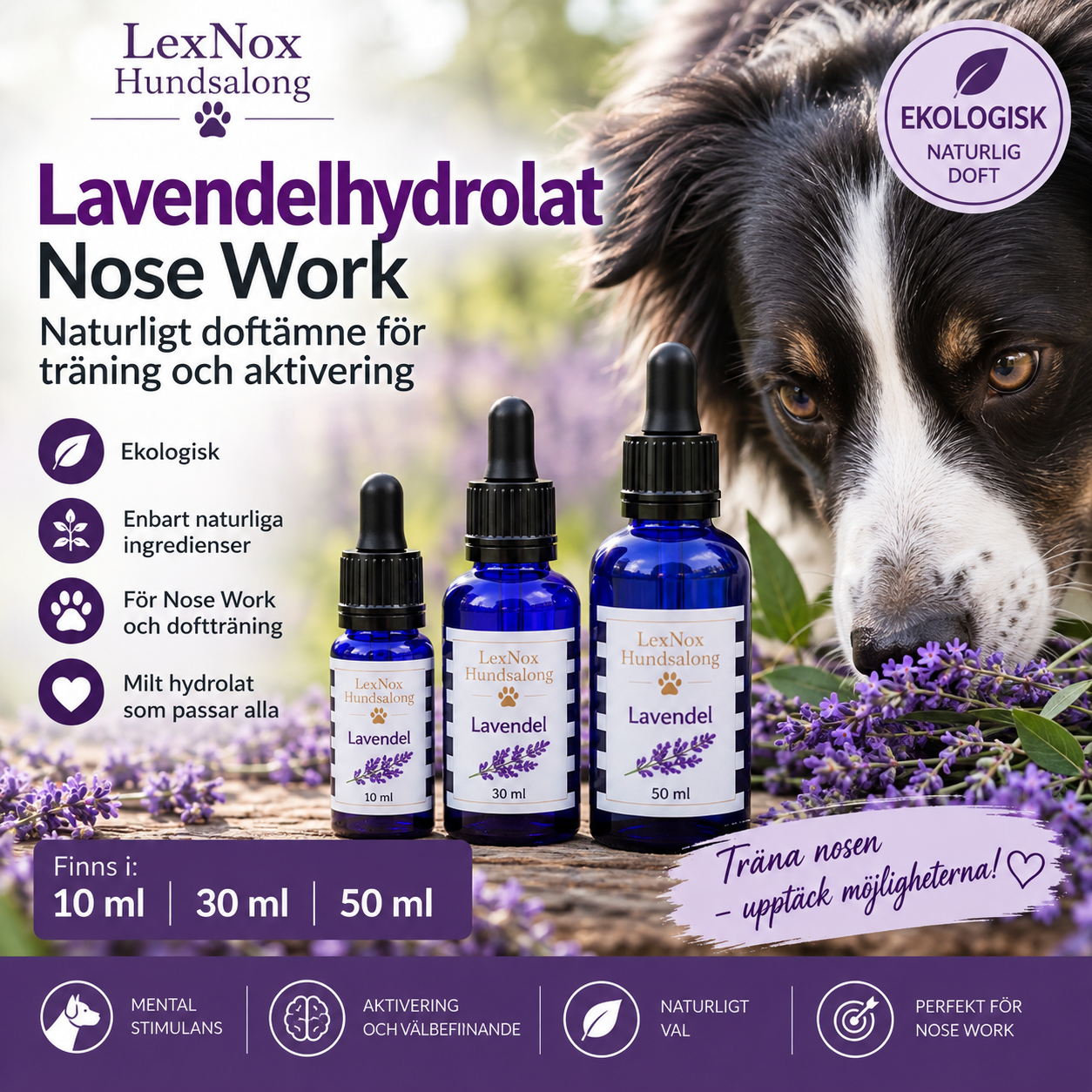 LexNox Lavendelhydrolat för Nose Work – ekologiskt doftämne för hund i blå glasflaska med glaspipett, 10 ml, 30 ml och 50 ml.